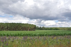 Bergmolchwanderweg_WalkYourDog-10