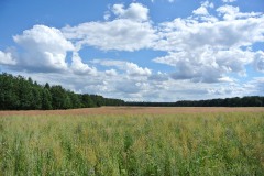 Bergmolchwanderweg_WalkYourDog-13