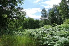 Bergmolchwanderweg_WalkYourDog-2