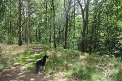 Bergmolchwanderweg_WalkYourDog-3