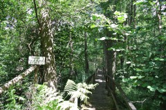 Bergmolchwanderweg_WalkYourDog-4