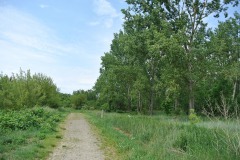 Blankenfelder-Forst-WalkYourDog-1