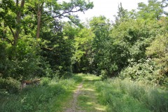 Blankenfelder-Forst-WalkYourDog-2