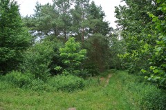 Blankenfelder-Forst-WalkYourDog-3