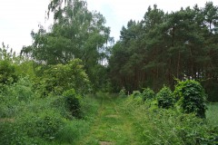 Blankenfelder-Forst-WalkYourDog-4