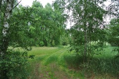 Blankenfelder-Forst-WalkYourDog-5