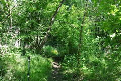 Blankenfelder-Wiesen-WalkYourDog-10