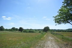 Blankenfelder-Wiesen-WalkYourDog-3