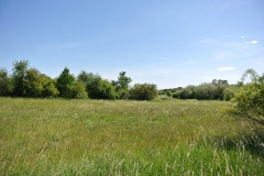 Blankenfelder-Wiesen-WalkYourDog-4