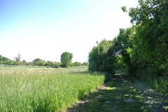 Blankenfelder-Wiesen-WalkYourDog-5