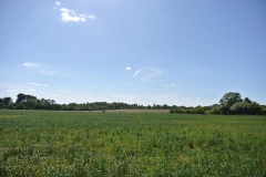 Blankenfelder-Wiesen-WalkYourDog-7