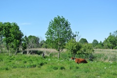 Blankenfelder-Wiesen-WalkYourDog-8