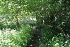 Blankenfelder-Wiesen-WalkYourDog-9