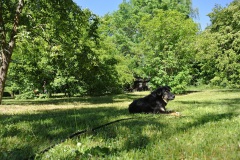 Botanische-Volkspark-Blankenfelde-Pankow-WalkYourDog-6