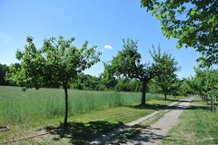 Botanische-Volkspark-Blankenfelde-Pankow-WalkYourDog-7