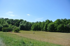 Botanische-Volkspark-Blankenfelde-Pankow-WalkYourDog-8