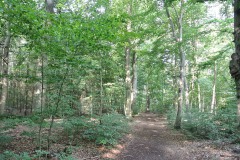 Bucher-Forst-WalkYourDog-1