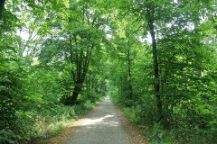 Bucher-Forst-WalkYourDog-10