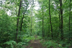Bucher-Forst-WalkYourDog-3