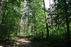 Dueppeler-Forst-WalkYourDog-1