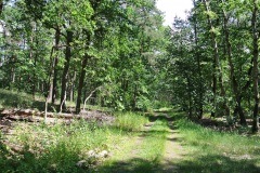 Dueppeler-Forst-WalkYourDog-10