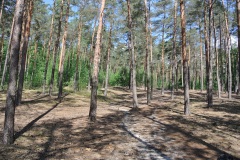 Dueppeler-Forst-WalkYourDog-2