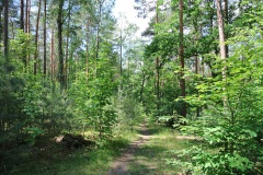 Dueppeler-Forst-WalkYourDog-4