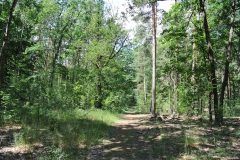Dueppeler-Forst-WalkYourDog-5