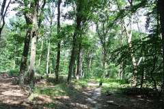 Dueppeler-Forst-WalkYourDog-6