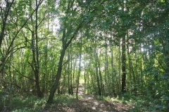 Eichwerder-Moorwiesen-WalkYourDog-10