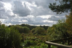 Eichwerder-Moorwiesen-WalkYourDog-4