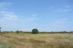 Falkenberger-Krugwiesen-WalkYourDog-2