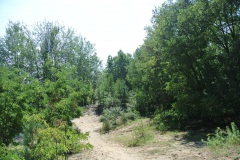 Forst-Jungfernheide-WalkYourDog-2