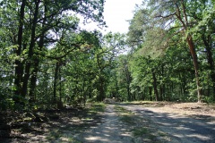 Forst-Jungfernheide-WalkYourDog-5