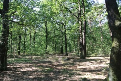 Forst-Jungfernheide-WalkYourDog-6