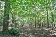 Forst-Jungfernheide-WalkYourDog-7