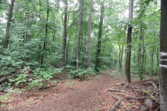 Gatower-Forst-WalkYourDog-1