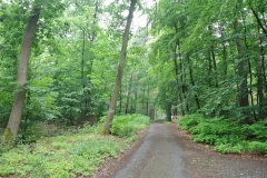 Gatower-Forst-WalkYourDog-2