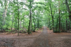Gatower-Forst-WalkYourDog-3