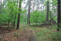 Gatower-Forst-WalkYourDog-5