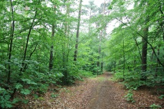 Gatower-Forst-WalkYourDog-6