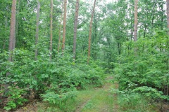 Gatower-Forst-WalkYourDog-7