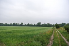 Gatower-Heide-WalkYourDog-3