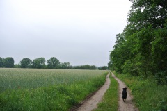 Gatower-Heide-WalkYourDog-4