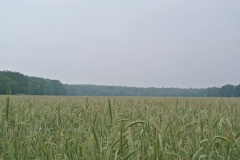 Gatower-Heide-WalkYourDog-5