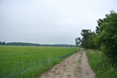 Gatower-Heide-WalkYourDog-6