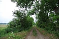 Gatower-Heide-WalkYourDog-7