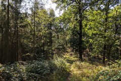 Gipfelstürmer-walkyourdog-1-Kopie