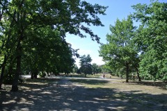 Görlitzer-Park-WalkYourDog-4