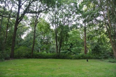 Großer-Tiergarten-WalkYourDog-8